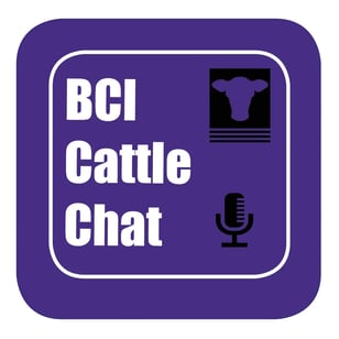 cattle chat podcast image