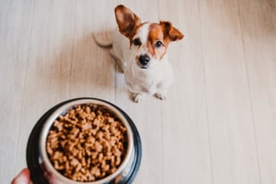 animal health nutrition - dog with food bowl